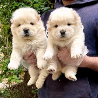 چاوچاو سفید پوزه فلت|سگ|تهران, ولنجک|دیوار