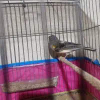 قناری|پرنده|قدس, شهرقدس|دیوار