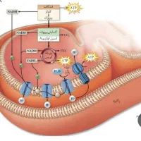تدریس خصوصی آنلاین وحضوری زیست‌شناسی باتخفیف 50|خدمات آموزشی|ایلام, |دیوار