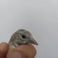 جوجه سهره