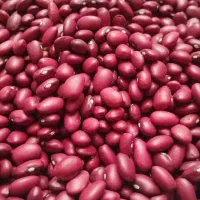 حبوبات بذر کاشت کشاورز|خوردنی و آشامیدنی|تهران, سجاد|دیوار