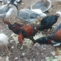 یک جفت قوغاز|حیوانات مزرعه|قزوین, |دیوار