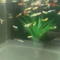 ماهی گوپی گلدن یلو|ماهی|اصفهان, ملکشهر|دیوار