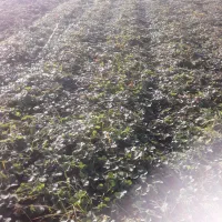 نهال سابرینا توت عالی|گل و گیاه طبیعی|مزرعه کتول, |دیوار