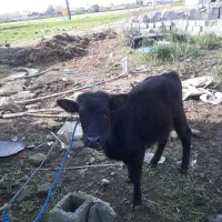 ورزا کوله چالوسی فوق العاده جنس لیشه گاو|حیوانات مزرعه|رشت, حومه رشت|دیوار