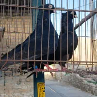 بار جدید کبوتر پرشی و زاغ و سرخ