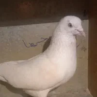 کبوتر گمشده