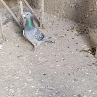 کبوتر پلاکی نر|پرنده|گچی, |دیوار