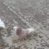 کفتر