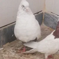 دم قهویی|پرنده|اهواز, کوی سعدی|دیوار