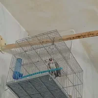 سهرههای اتیقه|پرنده|سنندج, |دیوار