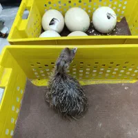 جوجه شترمرغ اصیل با آموزش تخصصی