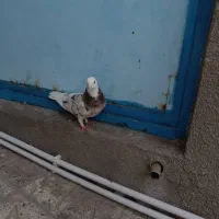کفتر|پرنده|ساوه, |دیوار