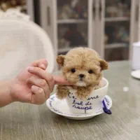 فنجونی|سگ|تهران, فردوس|دیوار