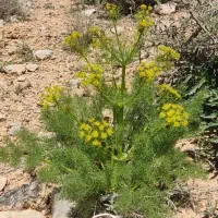 نگهبان باغ