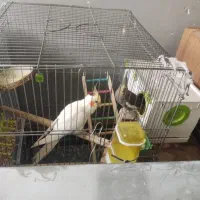 تعدادی عروس هلندب با  جوجه