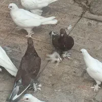 کبوترپراغ