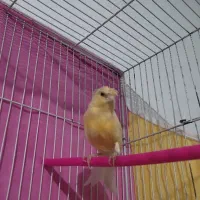 قناری ماده پرتقالی|پرنده|مشهد, امین آباد|دیوار