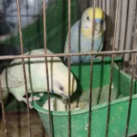 مرغ عشق تک رنگ کم یاب