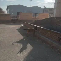 سگ مالینویز نر بالغ ۲ساله