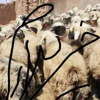 بزوگوسفند بصورت مدتی