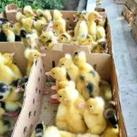 جوجه مرغ خروس اردک غاز ... به صورت سراکطی|حیوانات مزرعه|رشت, بازار|دیوار