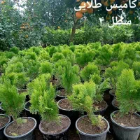 فروش گل و گیاه *قیمت مناسب*