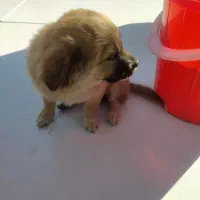 با سلام یک عدد توله سگ اشپیتز آلمانی|سگ|تبریز, |دیوار