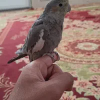 عروس هلندی نر|پرنده|نی‌ریز, |دیوار