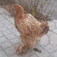 فروش مرغ تخمگذار. پا پر  و محلی تخم مرغ بزرگ|حیوانات مزرعه|ابهر, |دیوار