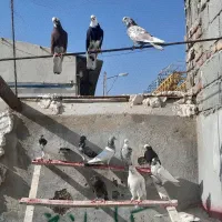 کبوتر واقعا خاص|پرنده|سلماس, |دیوار