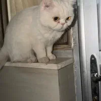 ماده بریتیش پرشین