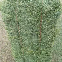 یونجه  ۳۳پرس