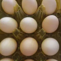 تخم مرغ محلی