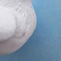 لوتی وتهرانی معاوضه میکنم با ابزار