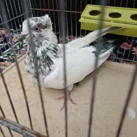کفتر