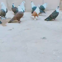 ۱۲عدد کله سفید یاکربلایی