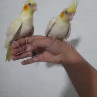 لوازم تحریر