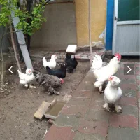 مرغ و خروس مرندی نژاد دار