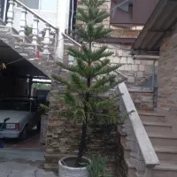 کاج مطبق|گل و گیاه طبیعی|سلمان‌شهر, |دیوار