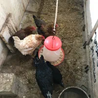 مرغ محلی و زینتی