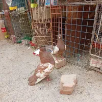 کفتر نقش سینه و کله