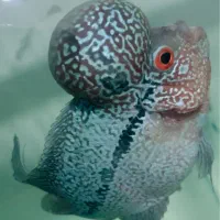 ماهی فلاور هورن و کامفا