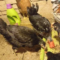 مرغ خروس و نیمچه عربی گلی