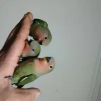 طوطی برزیلی