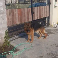 سگ ژرمن اصل