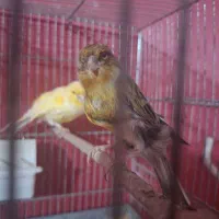 جفت قناری مولد