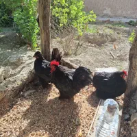 ۱مرغ و ۱خروس کوشین ست