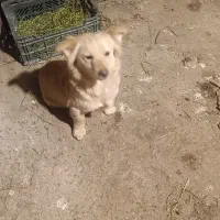 سگ باهوش نگهبان
