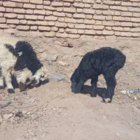 ۳عدد بره ۱عدد کهره ۱عدد بز